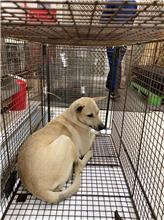 金門縣已領養狗 混種犬