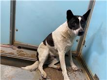 台北市已領養狗 混種犬