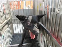 桃園市已領養狗 混種犬