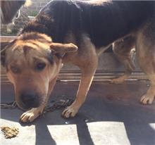 金門縣已領養狗 混種犬