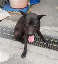 新北市已領養狗 混種犬