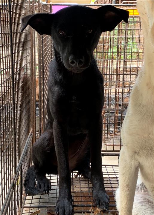 澎湖縣已領養狗 混種犬