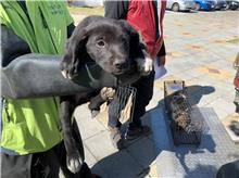 桃園市已領養狗 混種犬