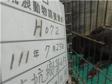 雲林縣已領養狗 混種犬