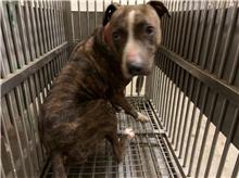 桃園市已領養狗 比特犬