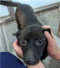 桃園市已領養狗 混種犬
