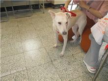 桃園市已領養狗 混種犬
