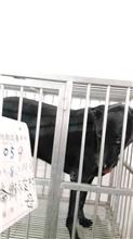 雲林縣已領養狗 混種犬