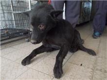 南投縣已領養狗 混種犬