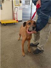 桃園市已領養狗 混種犬