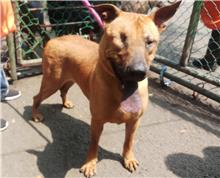 台北市已領養狗 混種犬