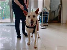 台北市已領養狗 混種犬