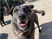 屏東縣已領養狗 混種犬