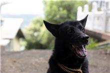 基隆市已領養狗 混種犬