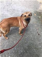 新北市已領養狗 混種犬