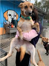 屏東縣已領養狗 混種犬