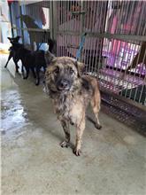 新北市已領養狗 混種犬