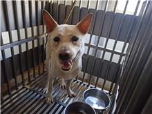 新北市已領養狗 混種犬