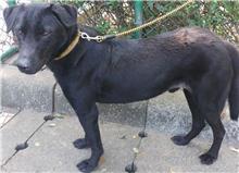 台北市已領養狗 混種犬