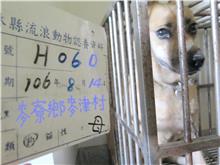 雲林縣已領養狗 混種犬