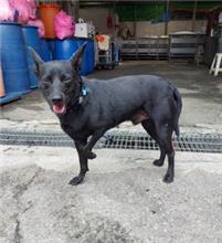新北市已領養狗 混種犬