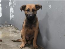 新竹市已領養狗 混種犬
