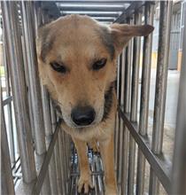 澎湖縣已領養狗 混種犬