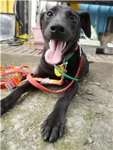 屏東縣已領養狗 混種犬