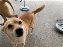屏東縣已領養狗 混種犬