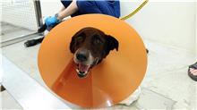 台北市已領養狗 混種犬
