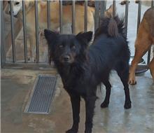 金門縣已領養狗 混種犬