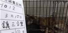 雲林縣已領養狗 混種犬