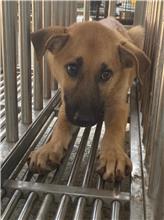 澎湖縣已領養狗 混種犬