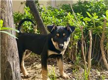 新竹市已領養狗 混種犬