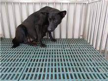 南投縣已領養狗 混種犬