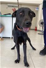 金門縣已領養狗 混種犬