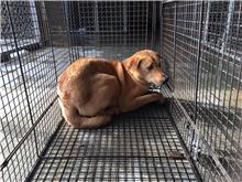 金門縣已領養狗 混種犬
