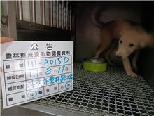 雲林縣已領養狗 混種犬