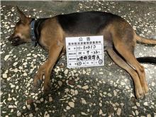 雲林縣已領養狗 混種犬