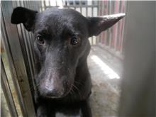 台南市已領養狗 混種犬