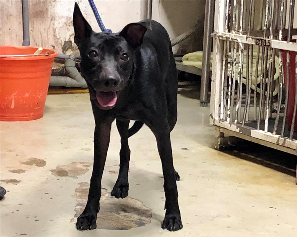 台北市已領養狗 混種犬