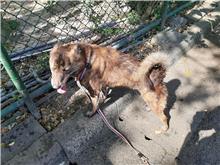 台北市已領養狗 混種犬