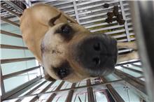台南市已領養狗 混種犬