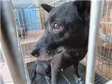 台南市待認養狗 混種犬