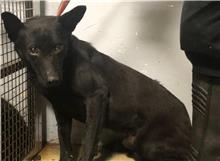 台北市已領養狗 混種犬