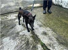新北市已領養狗 混種犬