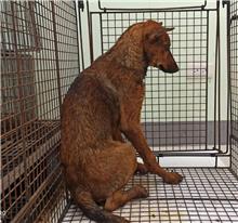 金門縣已領養狗 混種犬