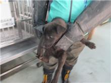 桃園市已領養狗 混種犬
