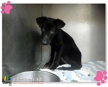 台北市已領養狗 混種犬