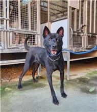 新竹縣已領養狗 混種犬